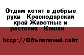 Отдам котят в добрые руки - Краснодарский край Животные и растения » Кошки   